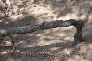 pine roots coming out of the soil looking for water and nutrients photo