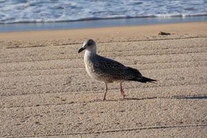 young seagull on the sand of the beach photo