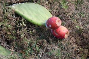 Prickly pear with prickly pears, a plant from southern Europe and North Africa. photo