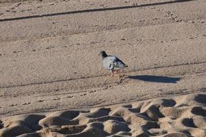 Common pigeons on the beach sand in the summer season photo