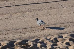 palomas comunes en la arena de la playa en la temporada de verano foto