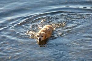 Dog playing and bathing in the sea in the early morning hours. photo