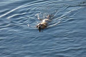 perro jugando y bañándose en el mar en las primeras horas de la mañana. foto