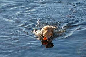 perro jugando y bañándose en el mar en las primeras horas de la mañana. foto