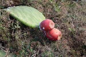 Prickly pear with prickly pears, a plant from southern Europe and North Africa. photo