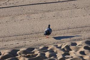 palomas comunes en la arena de la playa en la temporada de verano foto