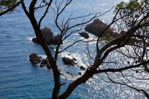 Coast with rocks and blue sea full of trees that reach almost to the sea. photo