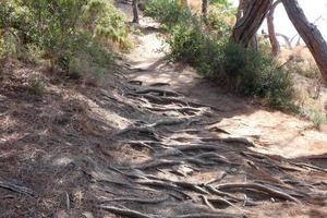 pine roots coming out of the soil looking for water and nutrients photo