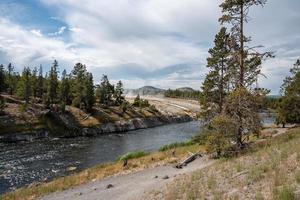 Trees growing by Firehole River in Midway Geyser at Yellowstone national park photo