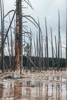 Dead trees in muddy water amidst geothermal landscape at Yellowstone park photo