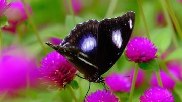 cámara lenta de una mariposa en un jardín de flores. video
