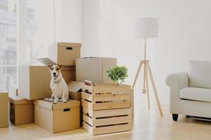 foto de un lindo perro pedigrí posa en un montón de cajas de cartón con pertenencias del propietario, reubicado en un nuevo piso, habitación vacía con paredes blancas, lámpara y sofá, ventana grande. animales y concepto de día de mudanza