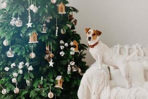 Winter holiday and domestic atmosphere concept. Jack russell terrier dog poses near decorated Christams tree on armchair with white plaid. photo