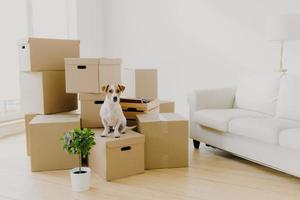 Animals, relocation and moving concept. Small pedigree dog poses on pile of carton boxes with personal hosts belongings, changes place of living together with its owners, empty room with sofa photo