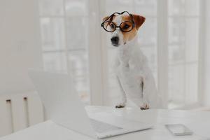 Horizontal shot of jack russell terrier dog leans paws on white table, wears funny transparent glasses, works on laptop computer instead of owner, poses in white cabinet or office. Working time photo