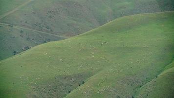 Rebaño de ovejas de 8k en un prado llano cubierto de hierba verde fresca video