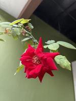 Awesome Red Rose photo