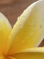 impresionante hermosa flor de frangipani foto
