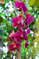 Purple Orchid Flowers on Leaves Background photo