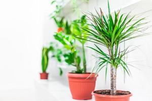 Green plants home decoration on white background photo