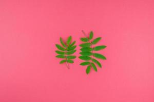 Green rowan tree leaves on bright pink background photo