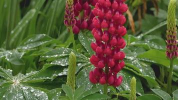 Closeup of fresh vivid green lupine leaves and pink buds under rain video