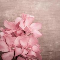 Pink oleander flowers close up on wooden background photo