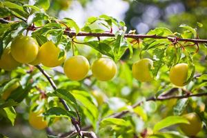 Ripe yellow plum tree branches photo