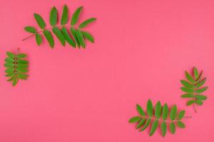 Green rowan tree leaves on bright pink background photo