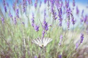 Butterfly at Lavender Bush photo