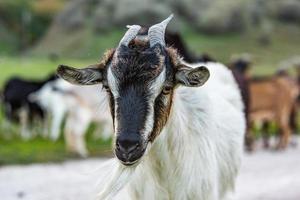 Beautiful and happy goat grazing on the green plain. photo