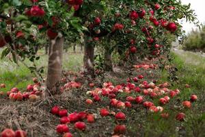 Fresh apples from the orchard. Apple harvest ready to be picked from the orchard in the Republic of Moldova. photo