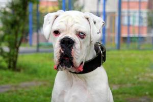 Portrait of white boxer dog with eyes of different color in a park. photo