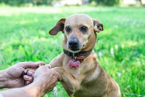 Paws of dog in hands of owner. Concept of friendship and relationship between man and dog. photo