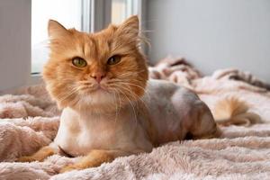 Funny ginger long-haired cat groomed with haircut near to the window. photo