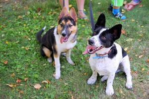 Two happy puppies are walking on a grass in a park. photo