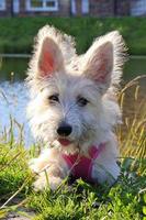 Portrait of furry white puppy in a park near to the lake. photo