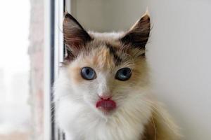 Portrait of adorable tortoiseshell fluffy cat with blue eyes and stuck out tongue. photo