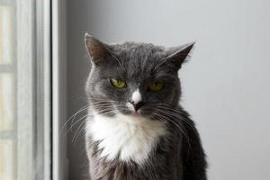 Portrait of sad blue-white cat with green eyes near to the window, front view. photo