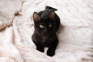 Portrait of funny little black kitty on a pink blanket, top view. photo