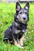 Portrait of little shaggy puppy is walking in a park. photo