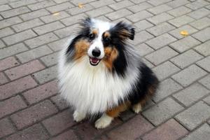 Happy collie dog is walking in a park. photo
