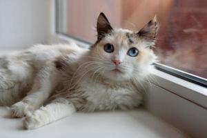 Beautiful tortoiseshell fluffy cat with blue eyes lying near to a window. photo