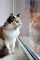 Portrait of adorable tortoiseshell fluffy cat with blue eyes and open mouth sitting near to a window. photo