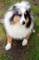 Happy collie dog is walking on a grass in a park. photo