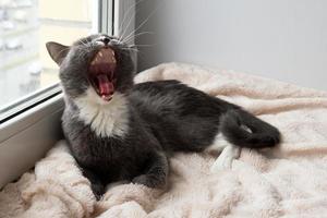 Photo of sleeping and yawning blue-white cat on a pink blanket near to the window.