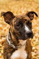 Portrait of brindle Staffordshire terrier on the background of fall leaves in a park. A dog with sad eyes. photo