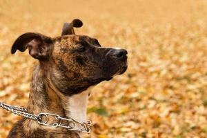 Portrait of brindle Staffordshire terrier on the background of fall leaves in a park. A dog with sad eyes. photo