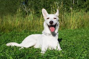 Funny smiling white dog on a grass in a park. photo