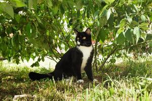 Black-white cat with yellow eyes is sitting on a grass in a park on sunny day. photo